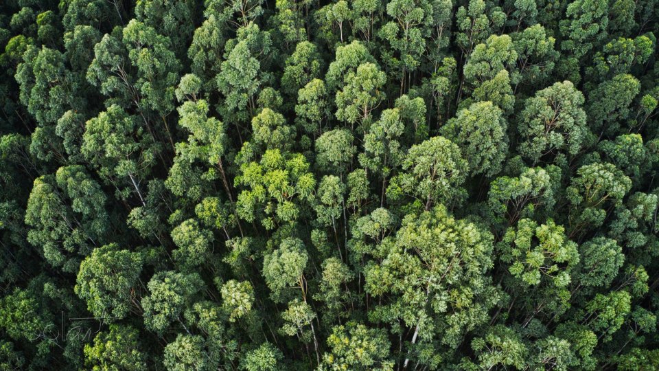 Fondo del medio ambiente Verifigas Chiapas